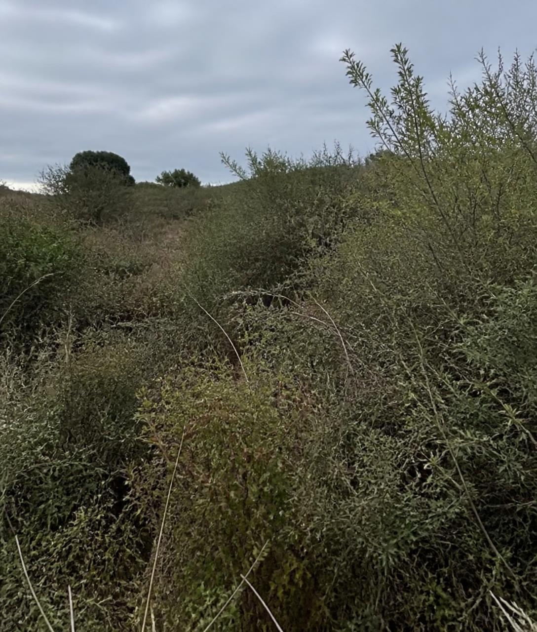 Terreno com vegetação alta antes da intervenção